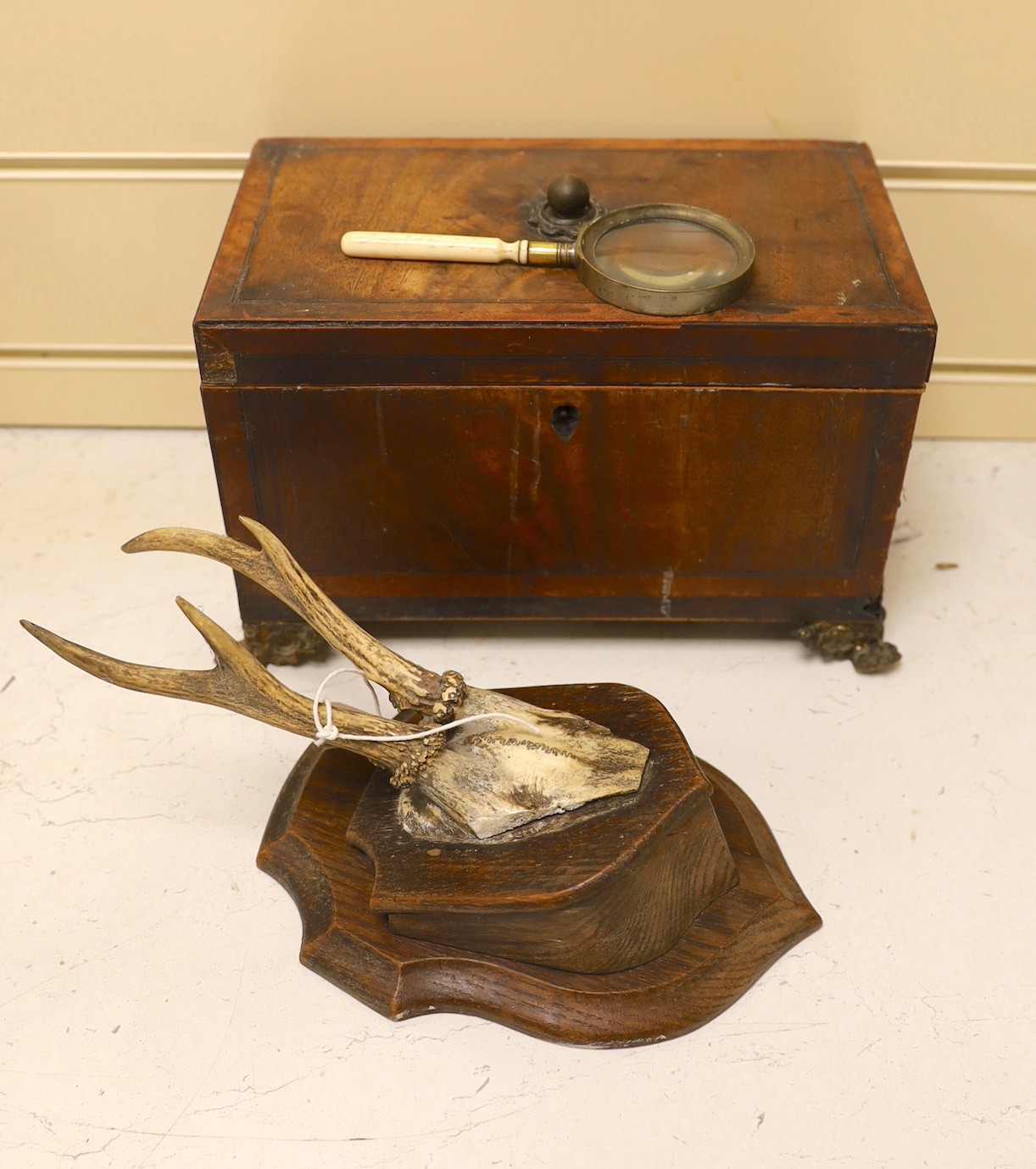 A George IV mahogany tea caddy (a.f.), together with a mounted antler plaque, and a bone handled magnifying glass